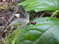 Anodendron