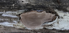Phellopilus nigrolimitatus