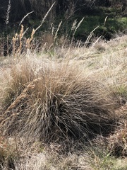 Muhlenbergia lindheimeri