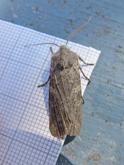 Lithophane laticinerea