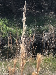 Muhlenbergia lindheimeri