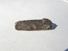 Lithophane laticinerea