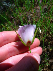 Calochortus catalinae