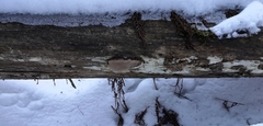 Phellopilus nigrolimitatus