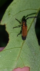 Malacoscylus gonostigma