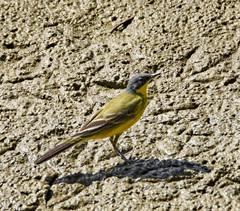 Motacilla flava thunbergi