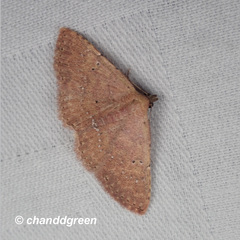 Cerynea punctilinealis
