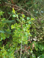Rhamnus punctata