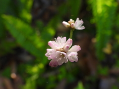 Persicaria thunbergii