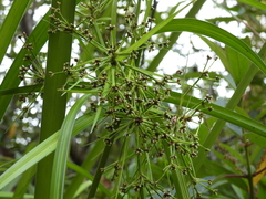 Scirpus ternatanus
