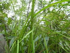 Scirpus ternatanus