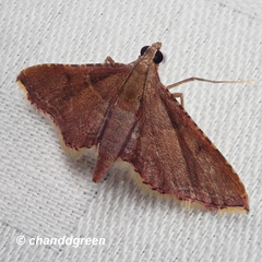 Endotricha olivacealis