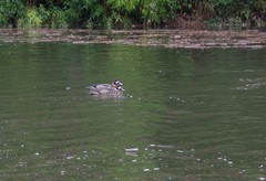 Speculanas specularis