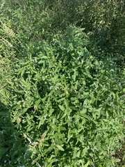 Heliotropium giessii