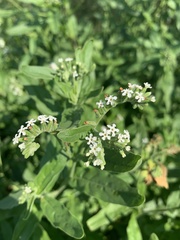 Heliotropium giessii