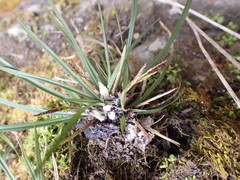 Carex digitata