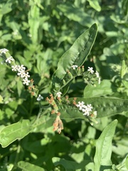 Heliotropium giessii