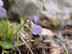 Viola collina