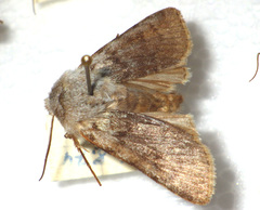 Agrotis simplonia