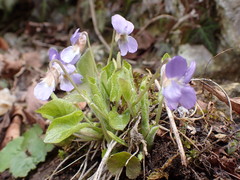 Viola collina