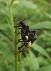 Coleoptera