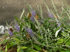 Veronica ornata