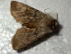 Agrotis simplonia