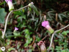 Lepidaploa argyropappa