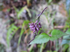 Eupatorium tashiroi