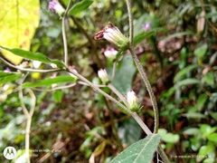 Lepidaploa argyropappa