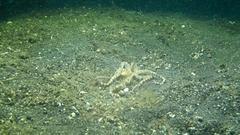 Wunderpus photogenicus