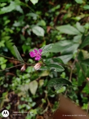 Lepidaploa argyropappa