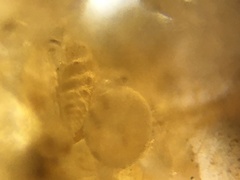 Bolivinitidae