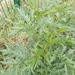 Artemisia tournefortiana - Photo (c) Sergei Mosyakin, some rights reserved (CC BY-NC), uploaded by Sergei Mosyakin
