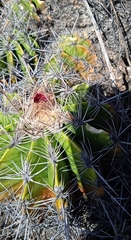 Ferocactus flavovirens