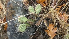 Opuntia × columbiana
