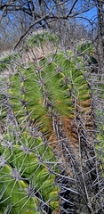Ferocactus flavovirens