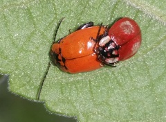 Alagoasa