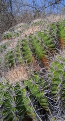 Ferocactus flavovirens
