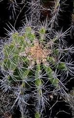 Ferocactus flavovirens