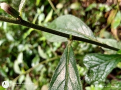 Lepidaploa argyropappa