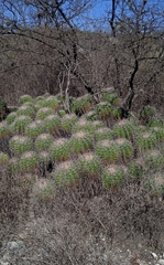 Ferocactus flavovirens