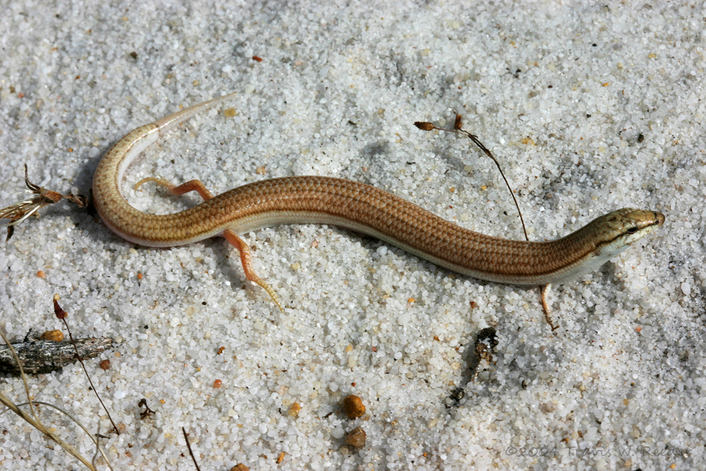 Keeled Slider