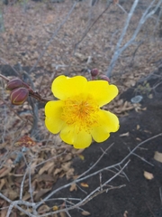 Cochlospermum regium