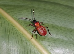 Dysdercus