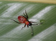 Dysdercus