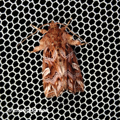 Callopistria exotica