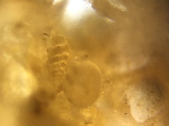 Bolivinitidae