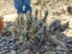 Grusonia