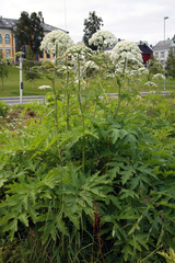 Heracleum mantegazzianum